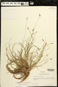 Carex leavenworthii image