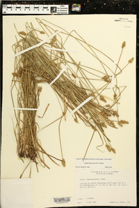 Carex leavenworthii image