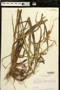 Carex hyalinolepis image