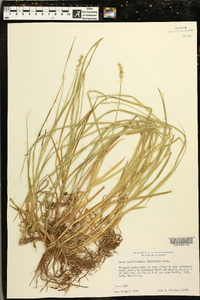 Carex laevivaginata image