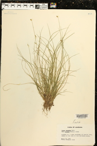 Carex leptalea var. harperi image