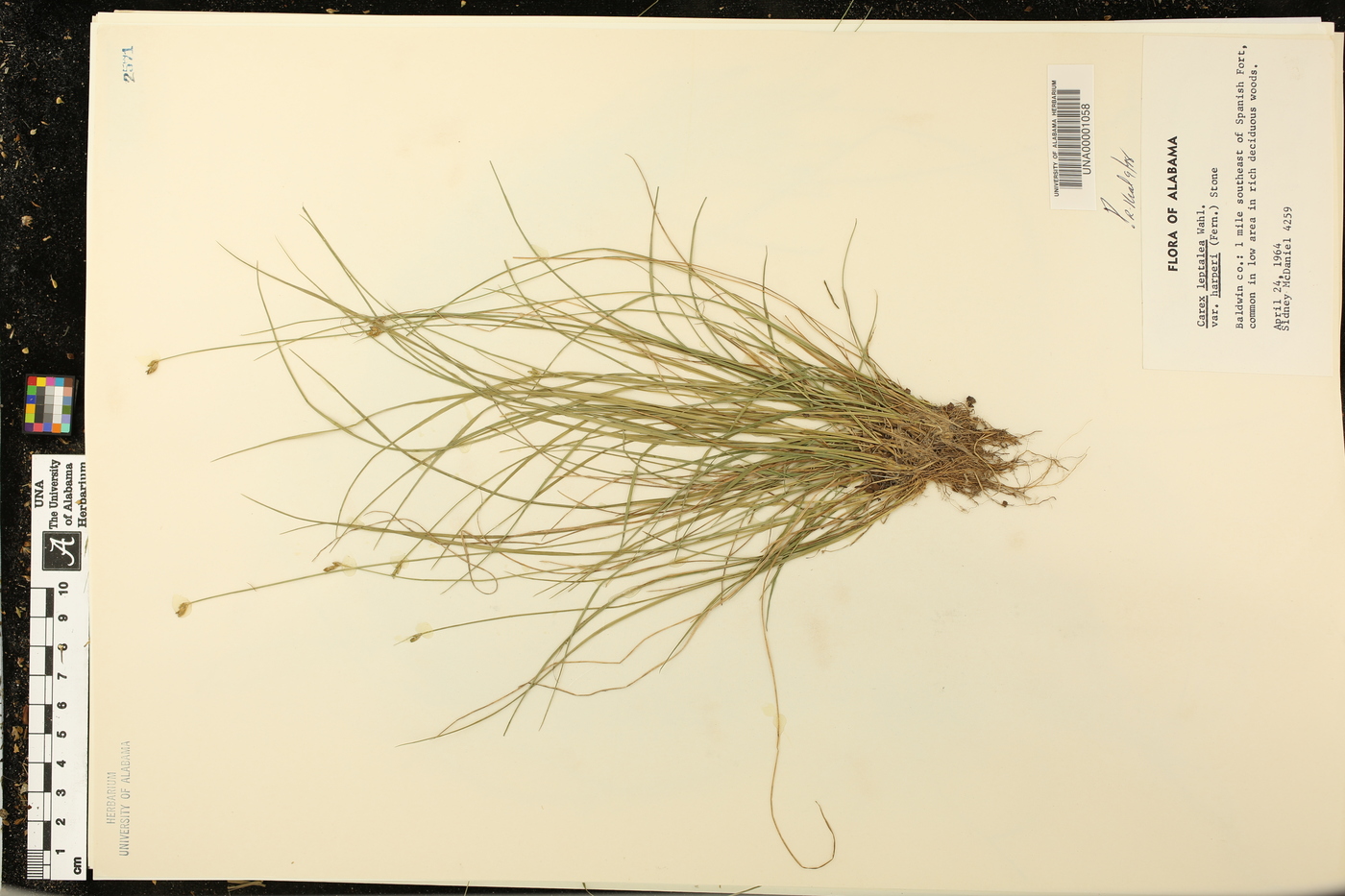 Carex leptalea var. harperi image