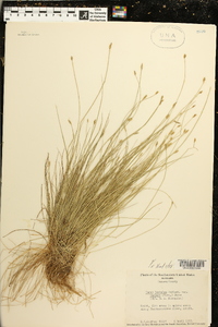 Carex leptalea var. harperi image