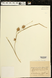 Carex louisianica image