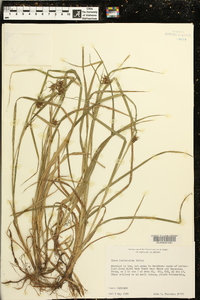 Carex louisianica image