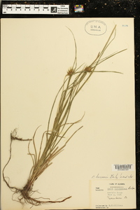 Carex louisianica image