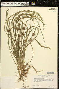 Carex louisianica image