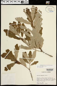 Quercus sinuata var. sinuata image