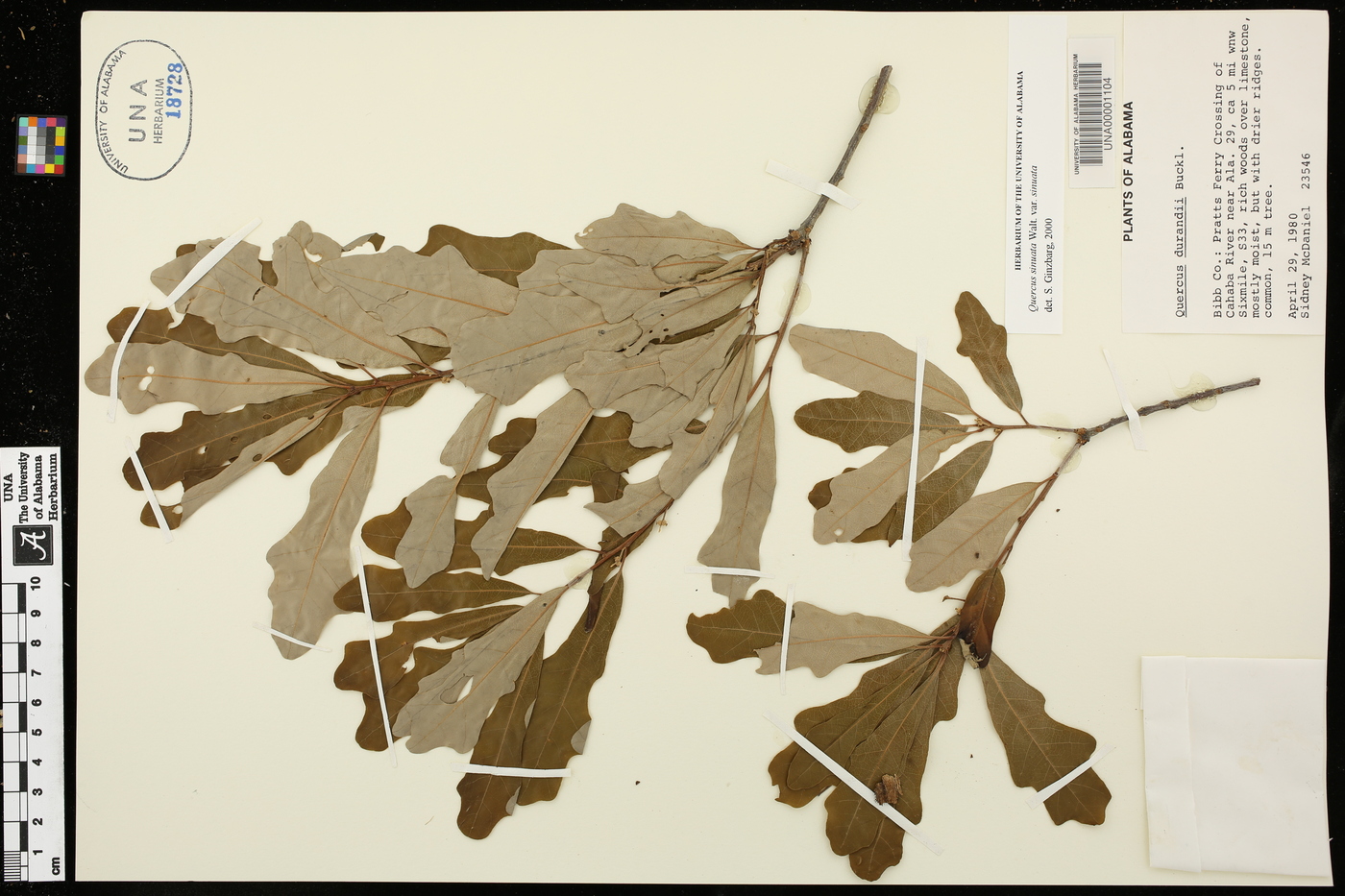 Quercus sinuata var. sinuata image