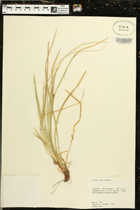 Carex picta image