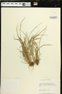 Carex abscondita image