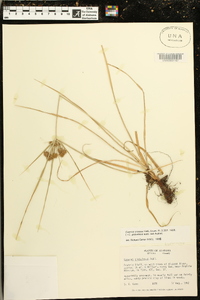 Cyperus croceus image