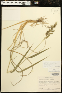 Echinochloa muricata var. microstachya image