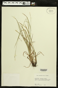 Carex oxylepis image