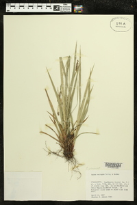 Carex oxylepis image