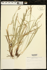 Carex oxylepis image