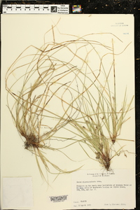 Carex nigromarginata image