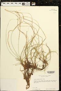 Carex nigromarginata image