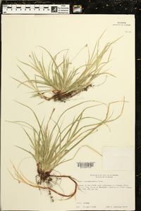 Carex nigromarginata image