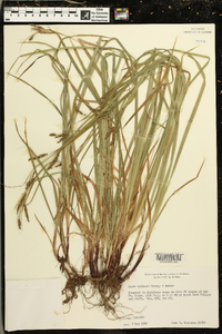 Carex oxylepis image