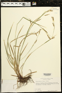 Carex oxylepis image