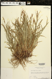 Carex oxylepis image