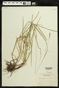 Carex oxylepis image