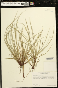 Carex nigromarginata image