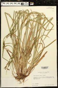 Carex oxylepis image