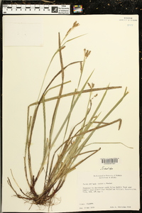 Carex oxylepis image