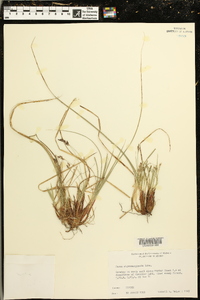 Carex nigromarginata image