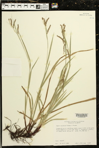 Carex oxylepis image