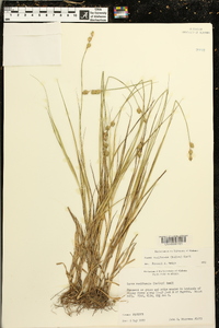Carex reniformis image