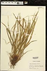 Carex purpurifera image