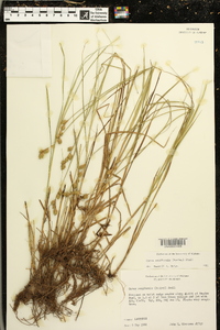 Carex reniformis image