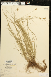 Carex retroflexa image