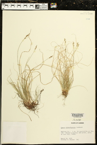 Carex physorhyncha image