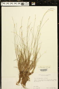 Carex texensis image