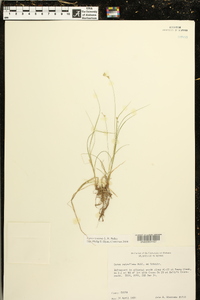 Carex texensis image