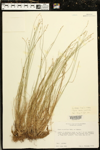 Carex texensis image