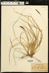 Carex picta image