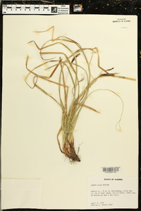 Carex picta image