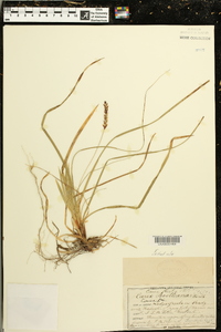 Carex picta image