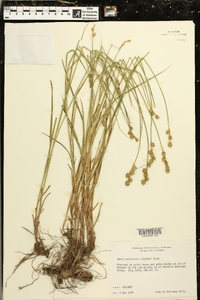 Carex reniformis image