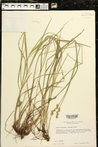 Carex reniformis image