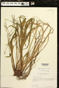 Carex purpurifera image