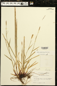 Carex purpurifera image