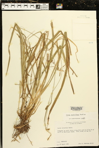 Carex styloflexa image