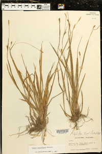 Carex styloflexa image