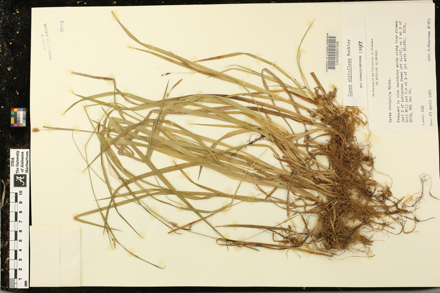 Carex styloflexa image